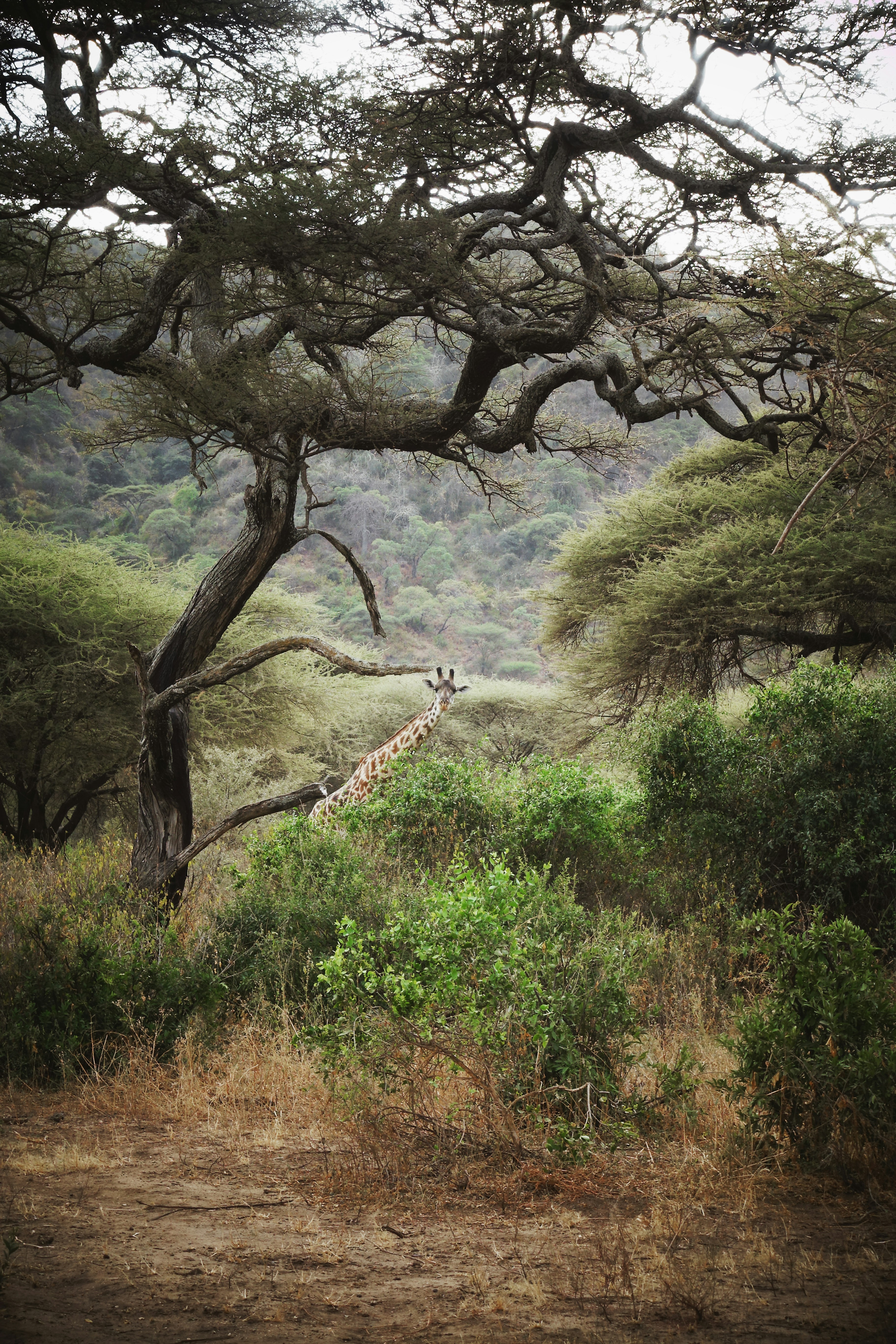 Explore Tanzania and Zanzibar with Safari